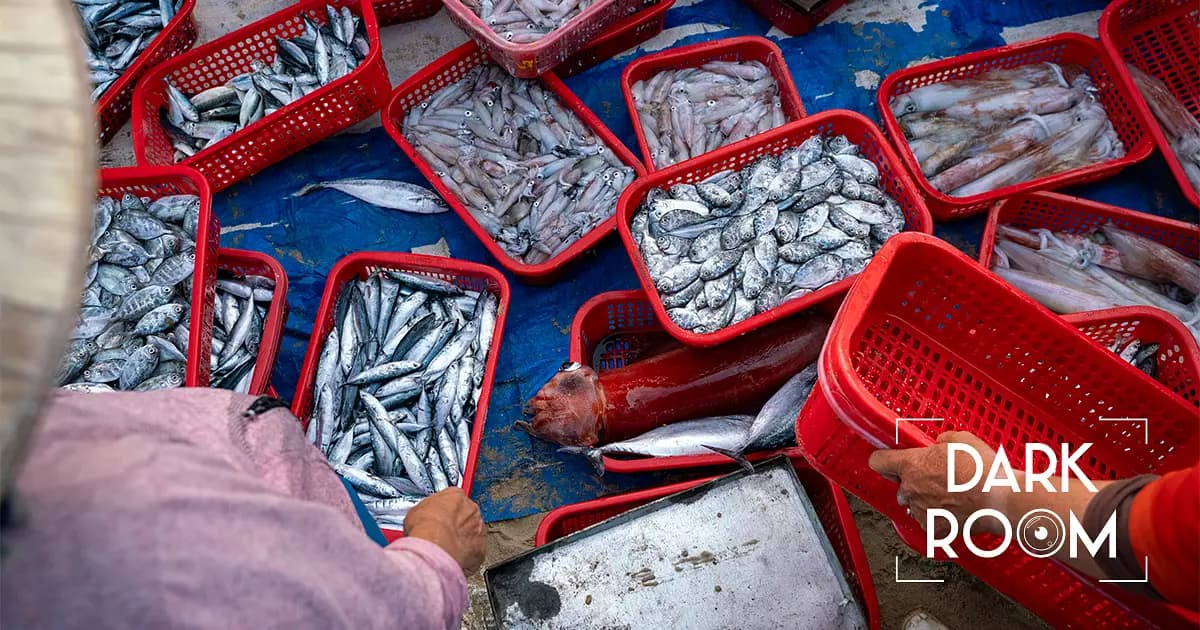 Frische Fische in Hoi An am frühen Morgen