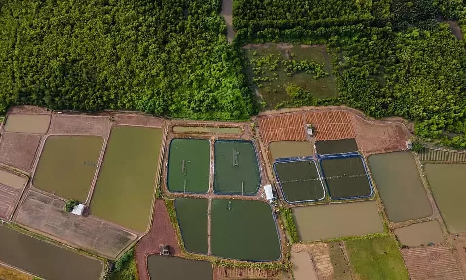 Abwasser aus Fisch- und Garnelenzucht im Mekong-Delta