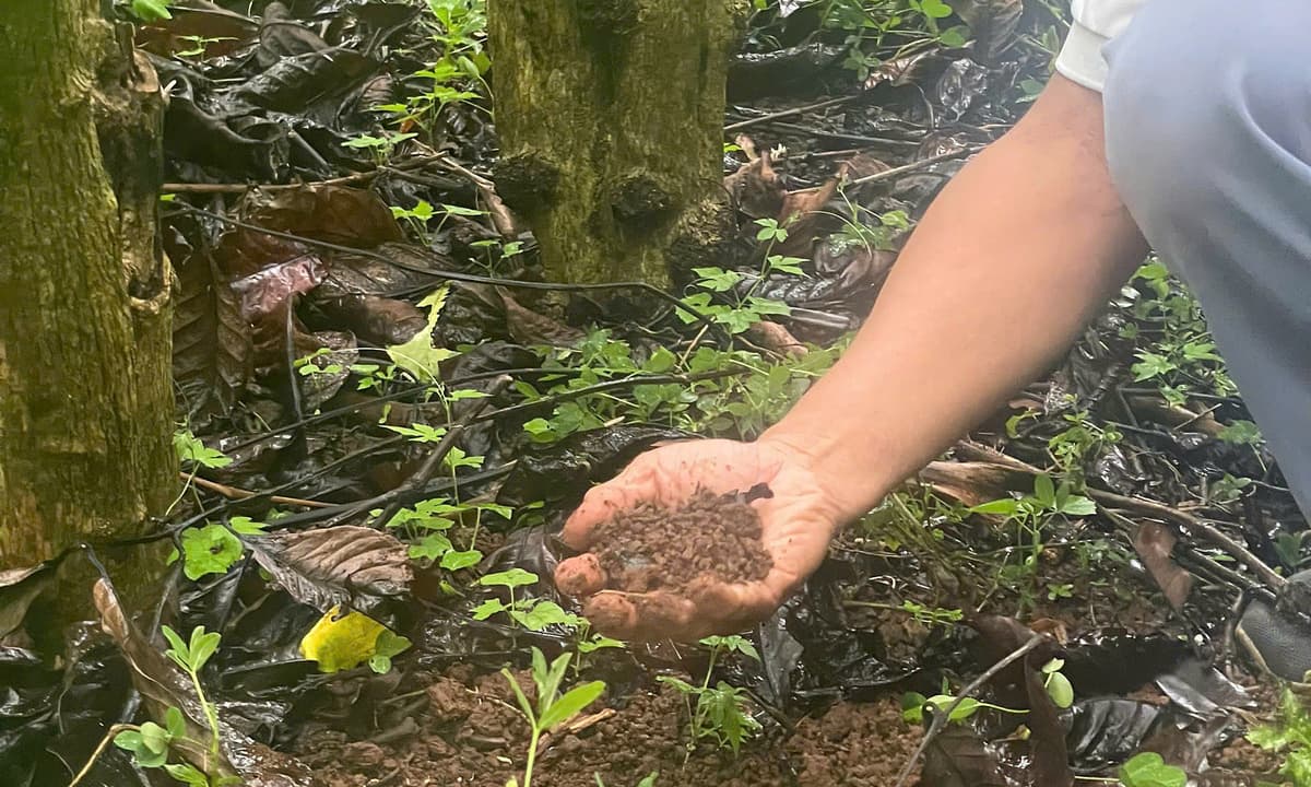 Unkraut als Verbündeter der Kaffeebauern